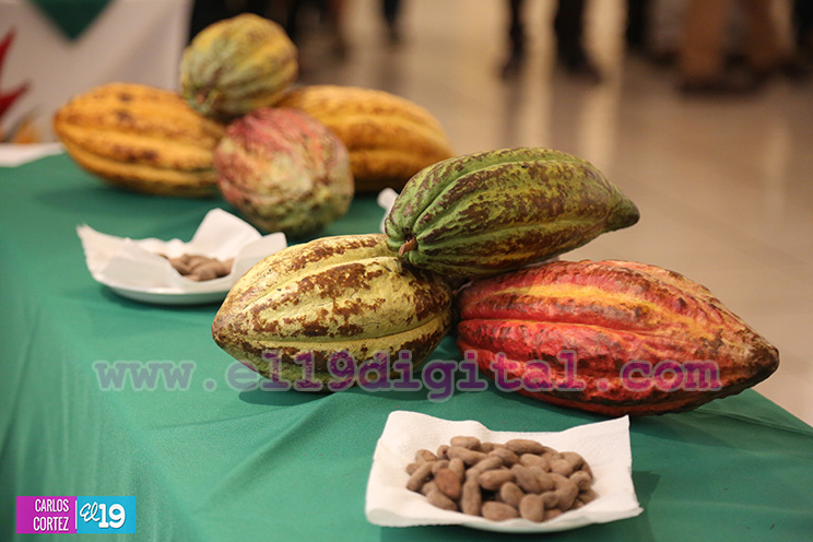 Nicaragua desarrolla Primer Congreso Internacional sobre Producci&oacute;n Sostenible de Cacao Fino